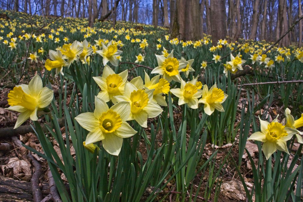 Narzissenwanderung in Kelmis