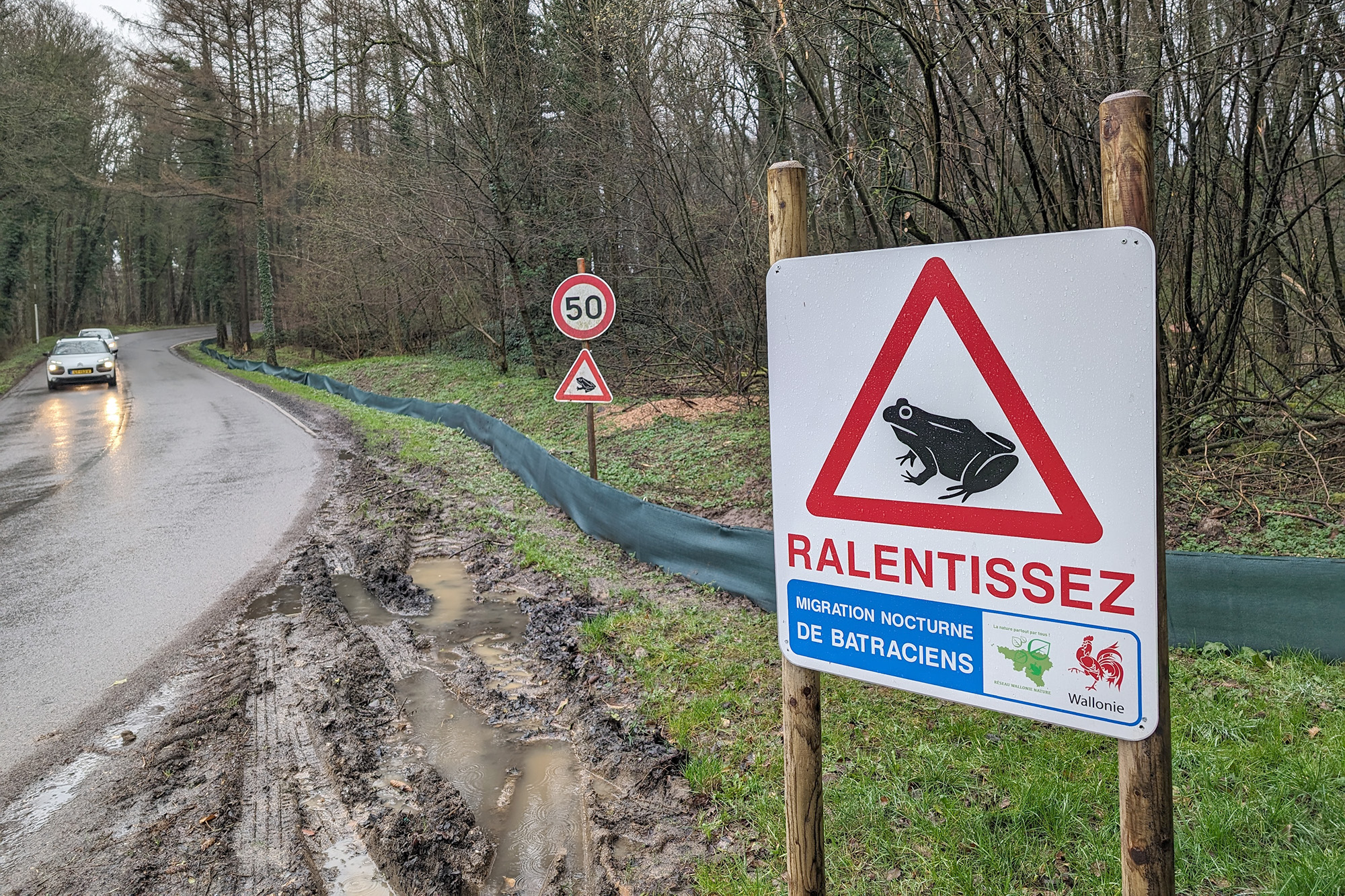 Krötenwanderung entlang der Landstraße von Astenet nach Hergenrath (Bild: Gudrun Hunold/BRF)