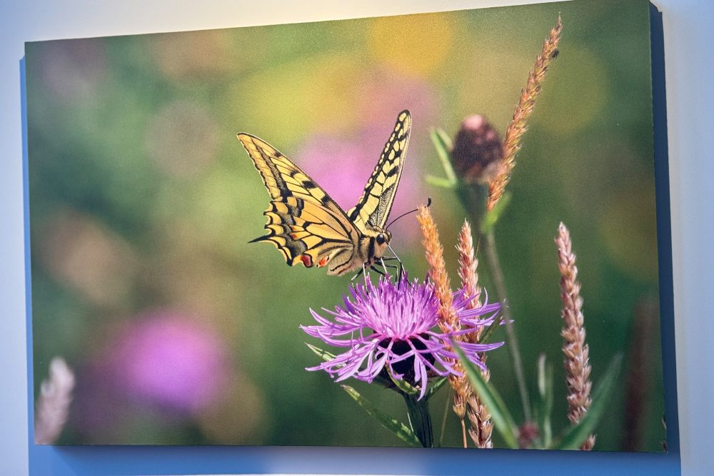 50 Jahre Naturschutz in Ostbelgien: Fotoausstellung von Natagora (Bild: Michaela Brück/BRF)