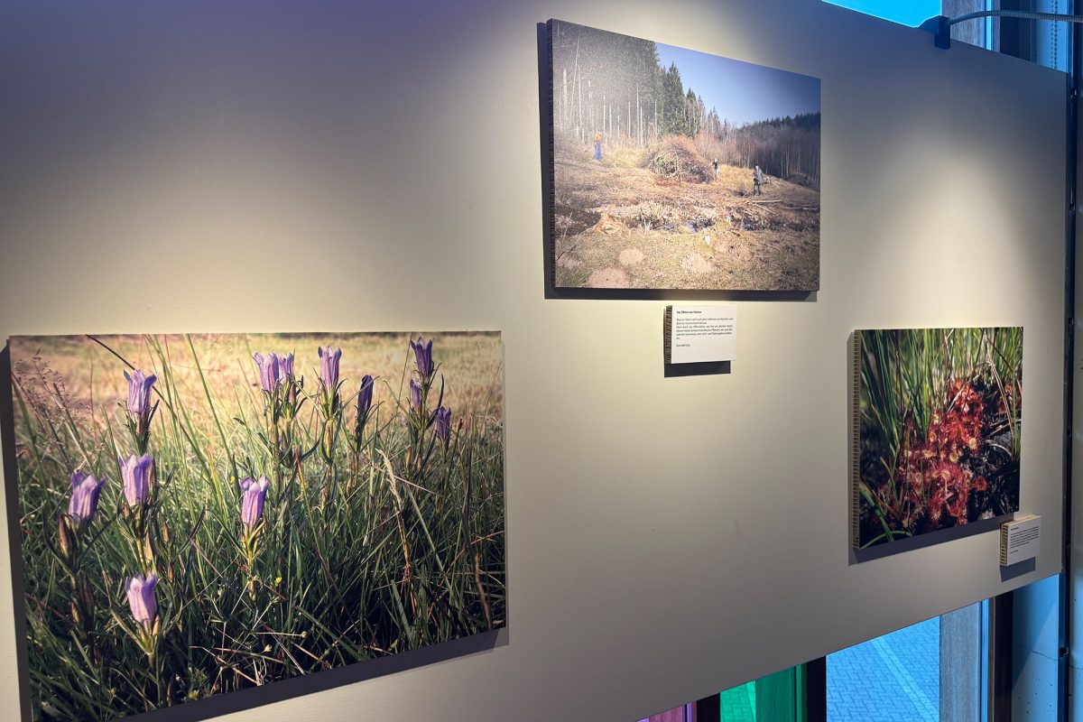 50 Jahre Naturschutz in Ostbelgien: Fotoausstellung von Natagora (Bild: Michaela Brück/BRF)