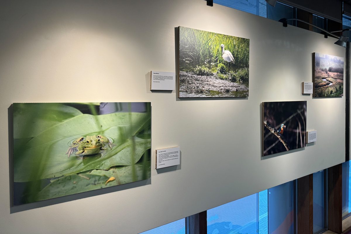 50 Jahre Naturschutz in Ostbelgien: Fotoausstellung von Natagora (Bild: Michaela Brück/BRF)