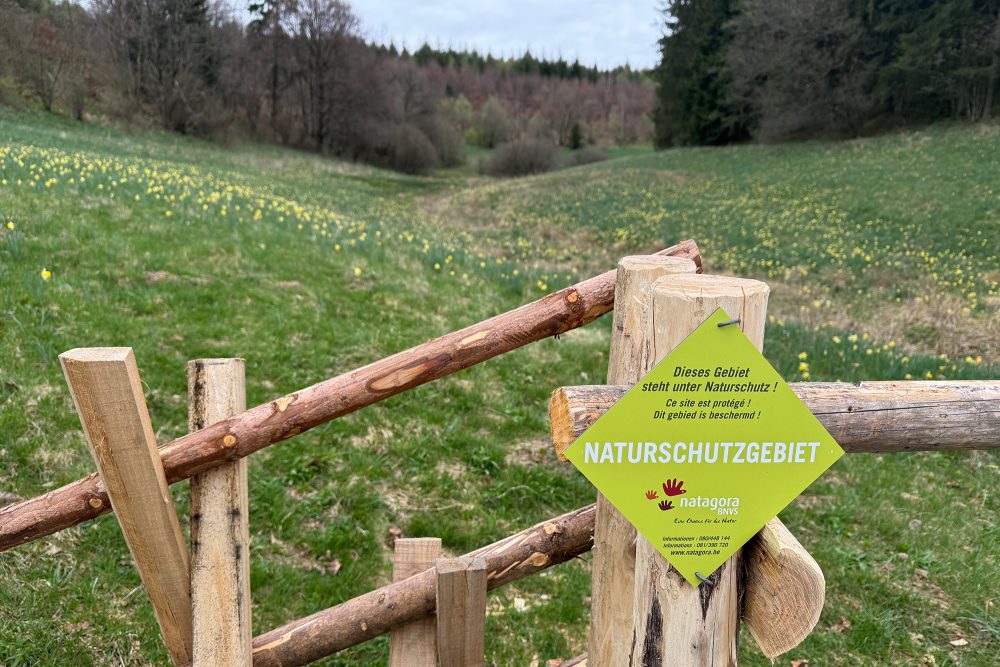 Narzissen im Holzwarchetal bei Rocherath