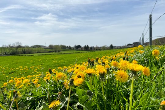 Sommerwetter im April