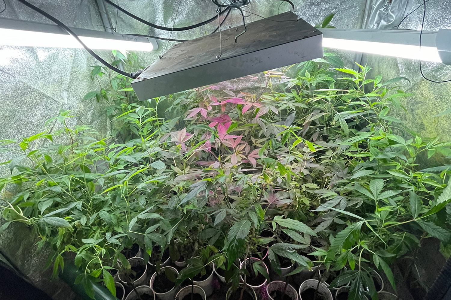 Cannabisplantage in Aachen entdeckt