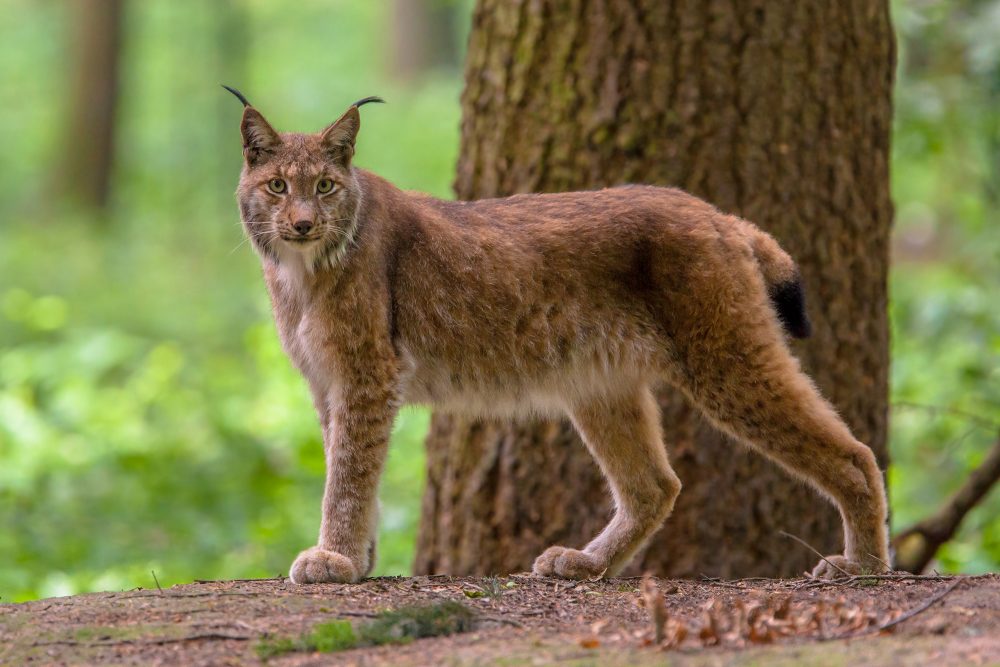 Eurasischer Luchs