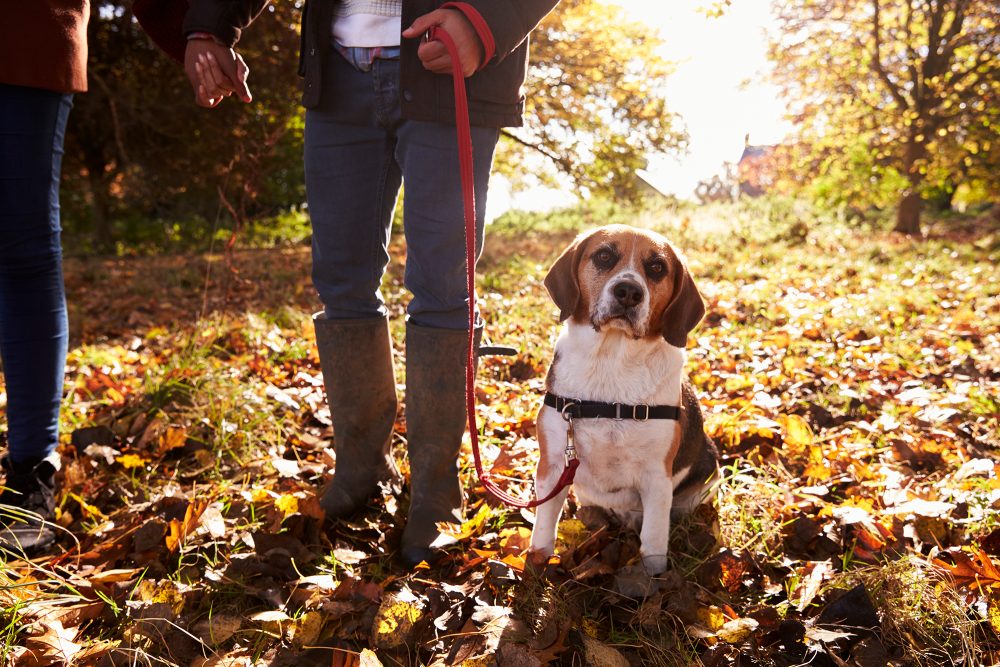 Angeleinter Hund im Wald