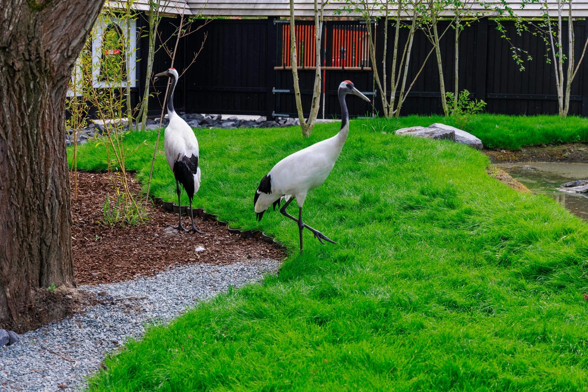 Kraniche im Zoo Pairi Daiza