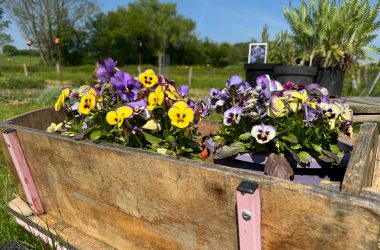 Nathalie Peters züchtet nachhaltige Blumen in Baelen