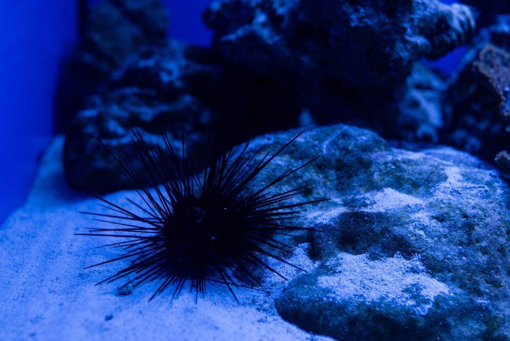 Seeigel