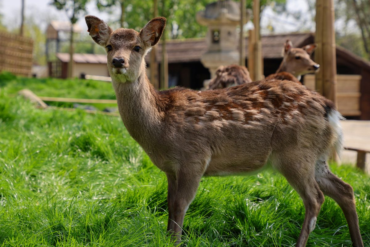 Sikahirsch (Bild: Pairi Daiza)