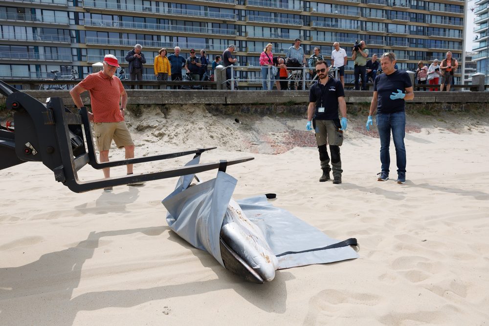 Toter Zwergwal in Ostende angespült