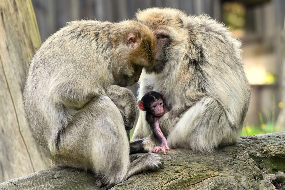 Berberaffen-Jungtier im GaiaZoo in Kerkrade