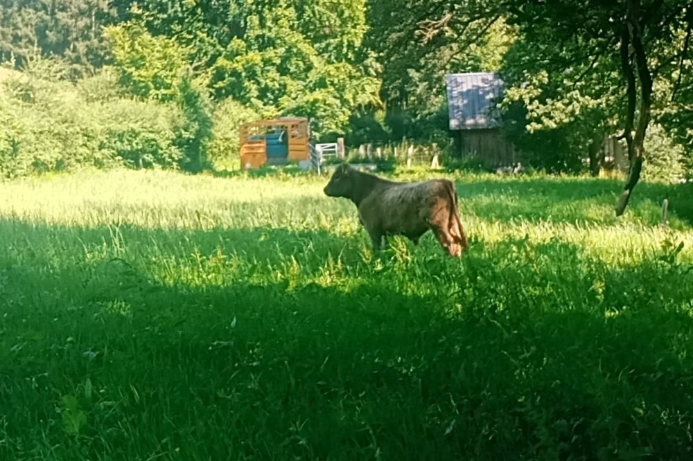 Das entlaufene Galloway-Rind ist zurück