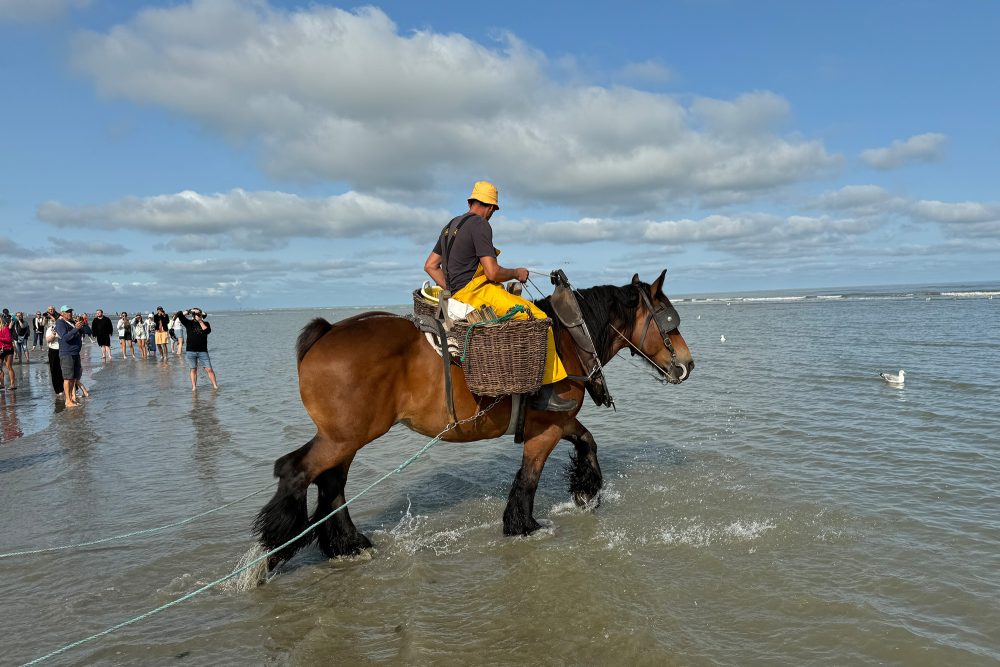 Garnelenfischer in Ostduinkerke