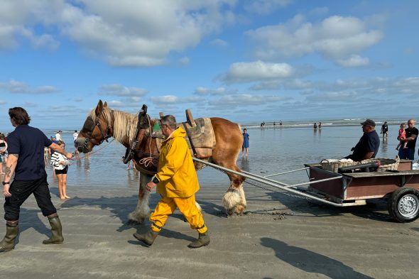 Garnelenfischer in Oostduinkerke