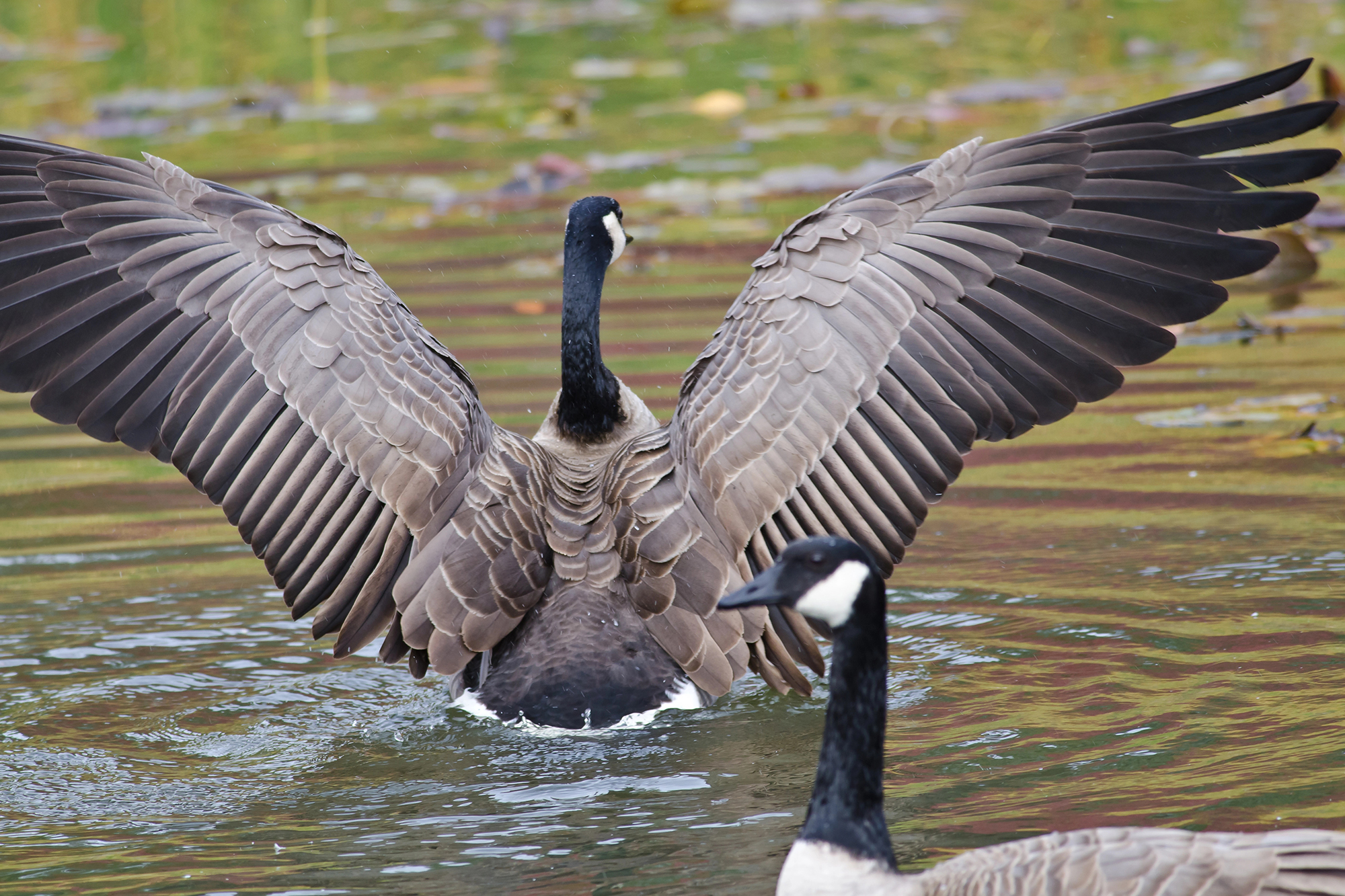 Kanada-Gans mit ausgestreckten Flügeln