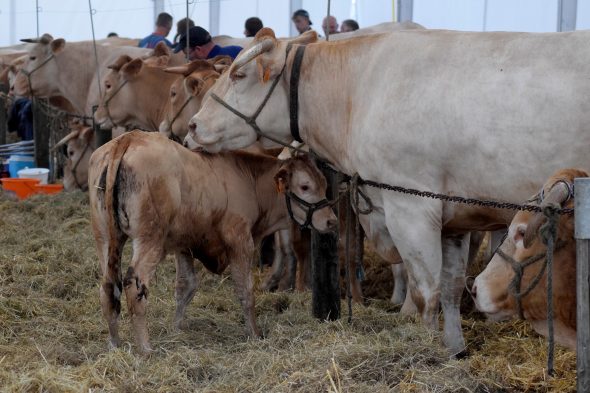 Landwirtschaftsmesse in Libramont