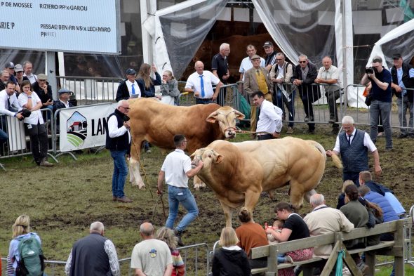 Landwirtschaftsmesse in Libramont