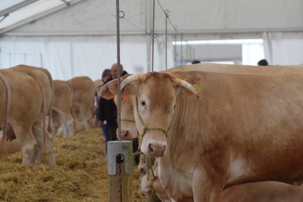 Landwirtschaftsmesse in Libramont