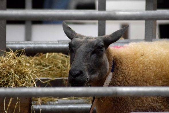 Landwirtschaftsmesse in Libramont