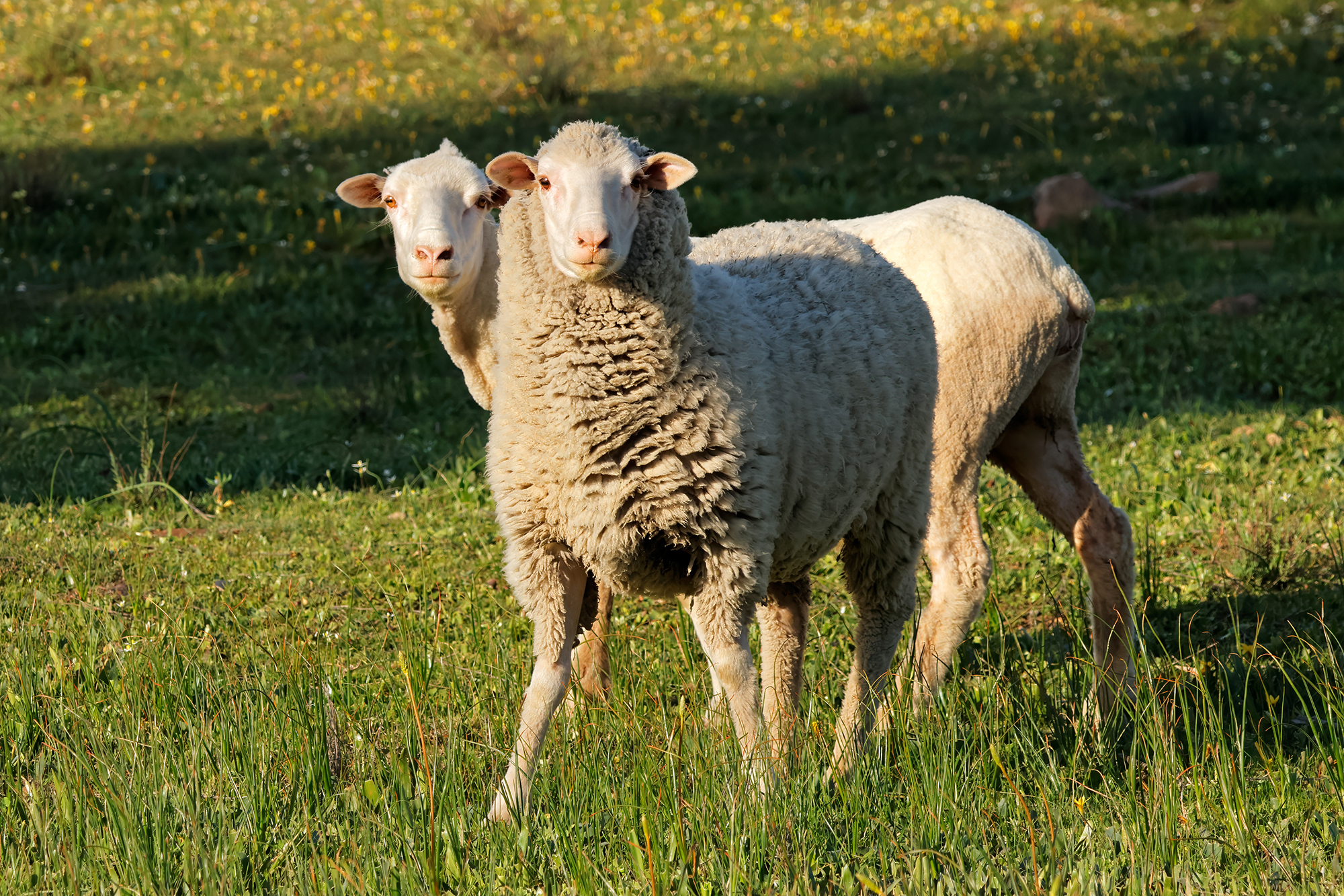 Schafe auf einem Feld