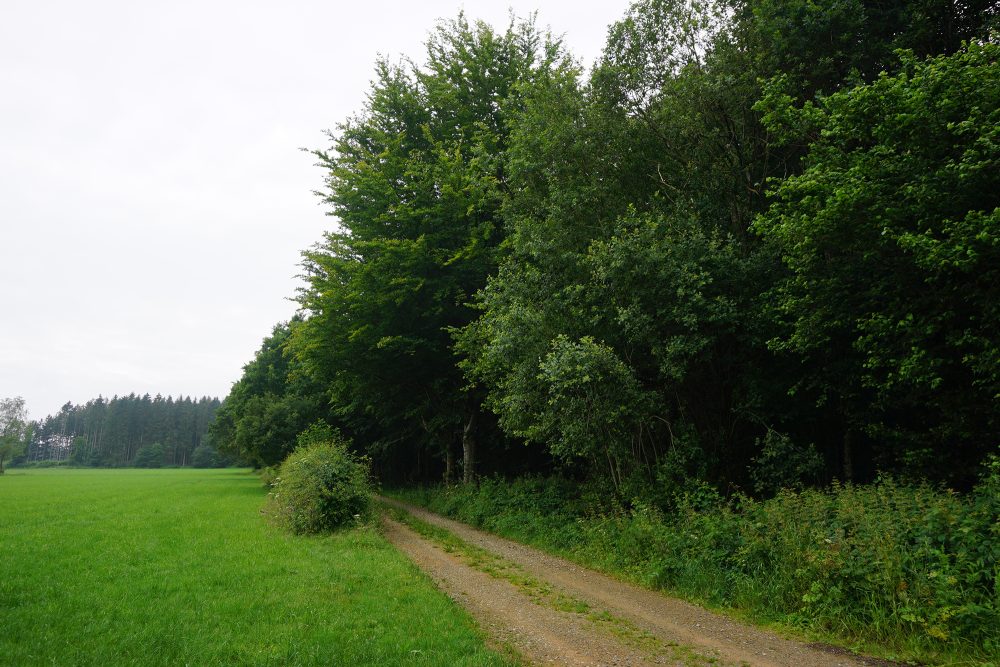 Ameler Wald