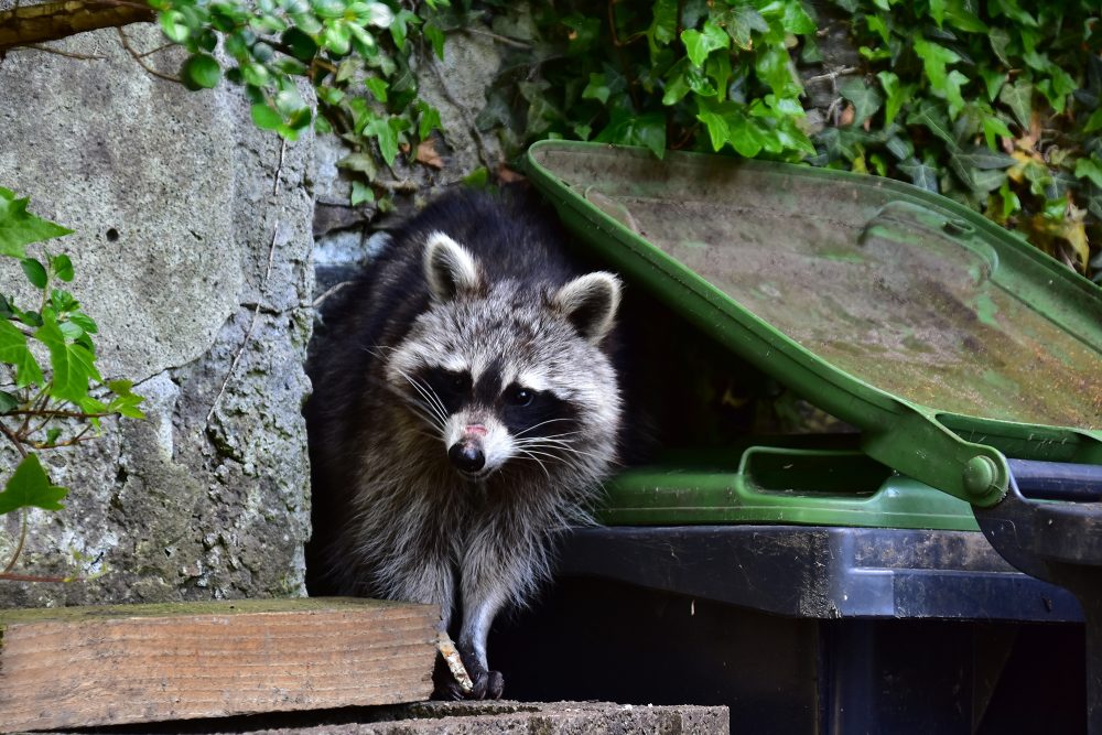 Waschbär