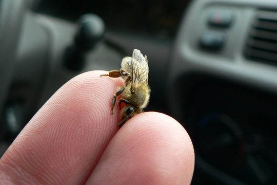 Honigbiene und Finger