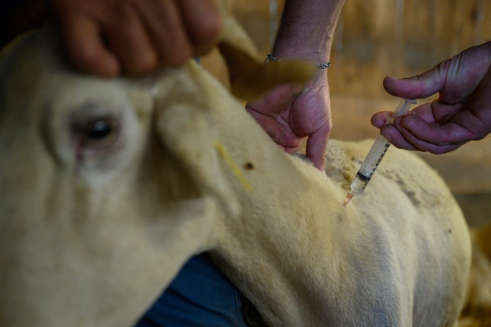 Schaf bekommt Medikament gegen das Blauzungenvirus