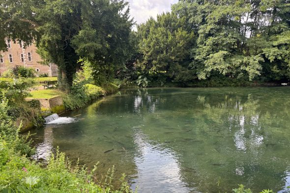 In einem malerischen Teich schwimmen die Forellen umher