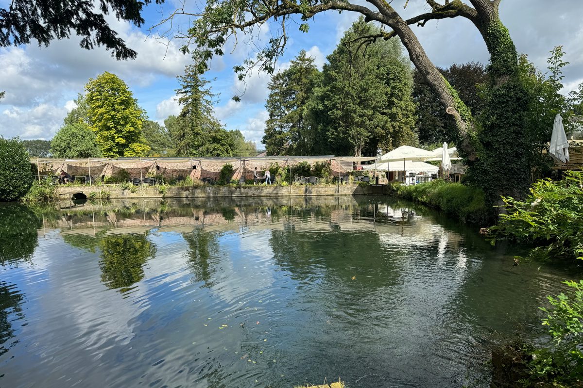 In einem malerischen Teich schwimmen die Forellen umher