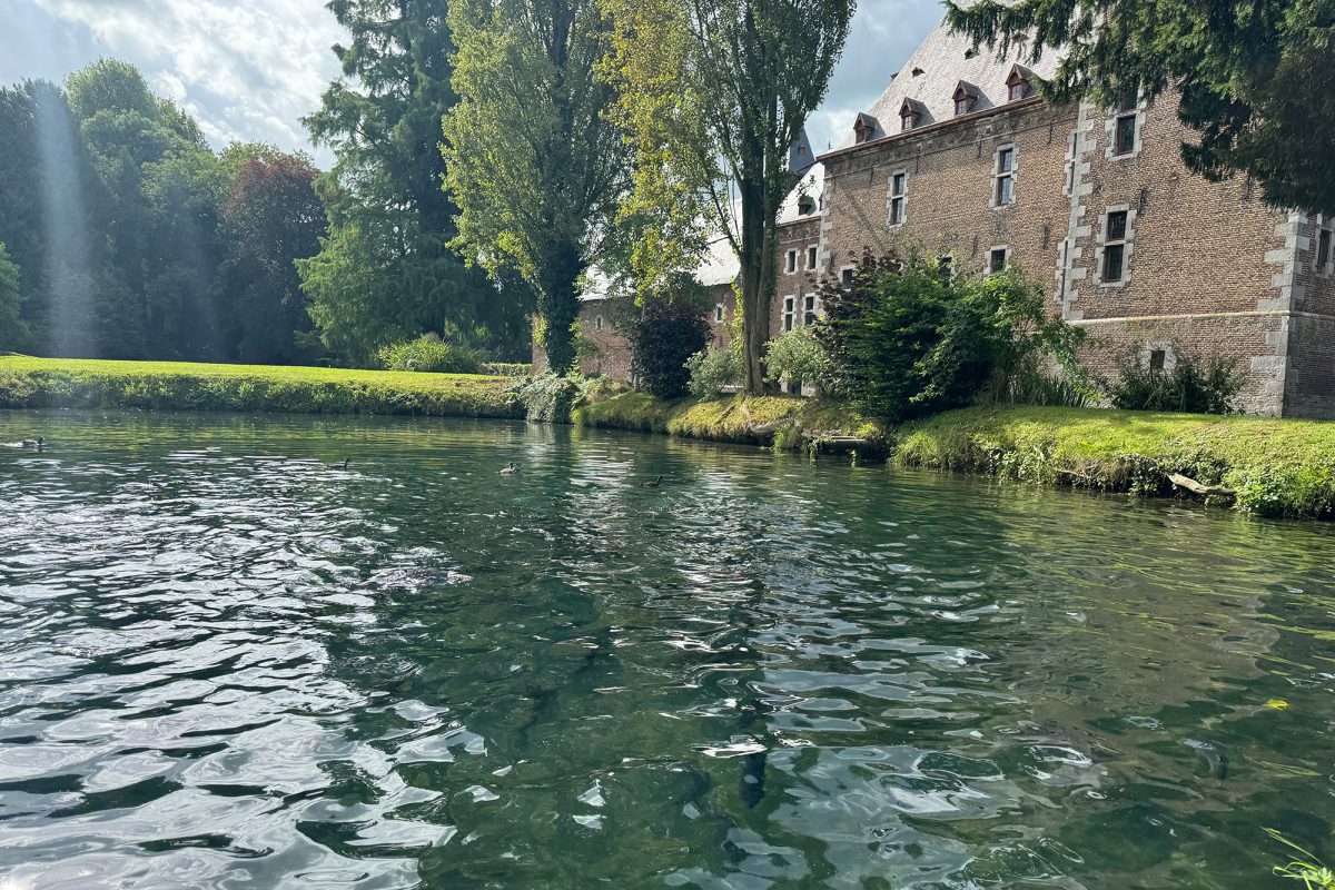 In einem malerischen Teich schwimmen die Forellen umher