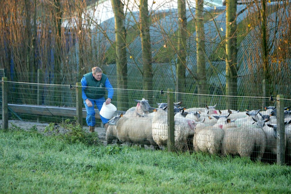 Ein Landwirt füttert seine Schafherde