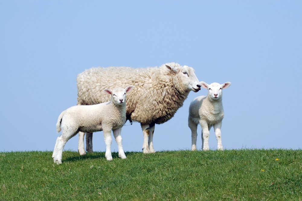 Schafe auf einem Feld