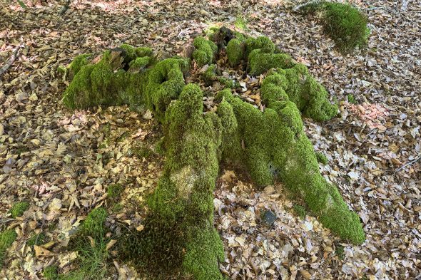 Waldbaden in Heppenbach