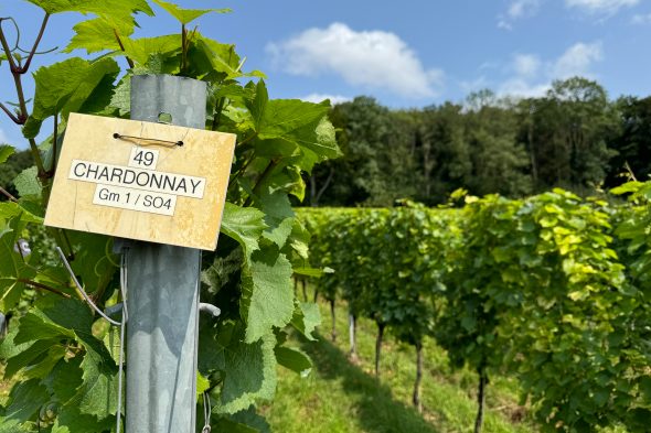 Weingut "Domaine Crutzberg" von Eugène Ernens