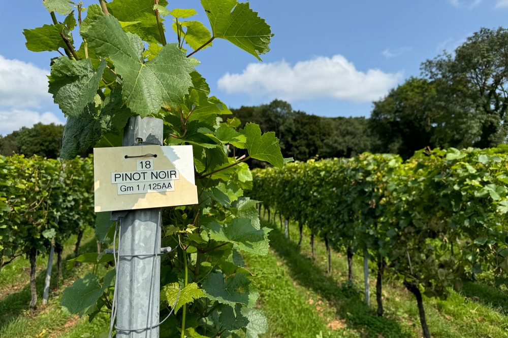 Weingut "Domaine Crutzberg" von Eugène Ernens