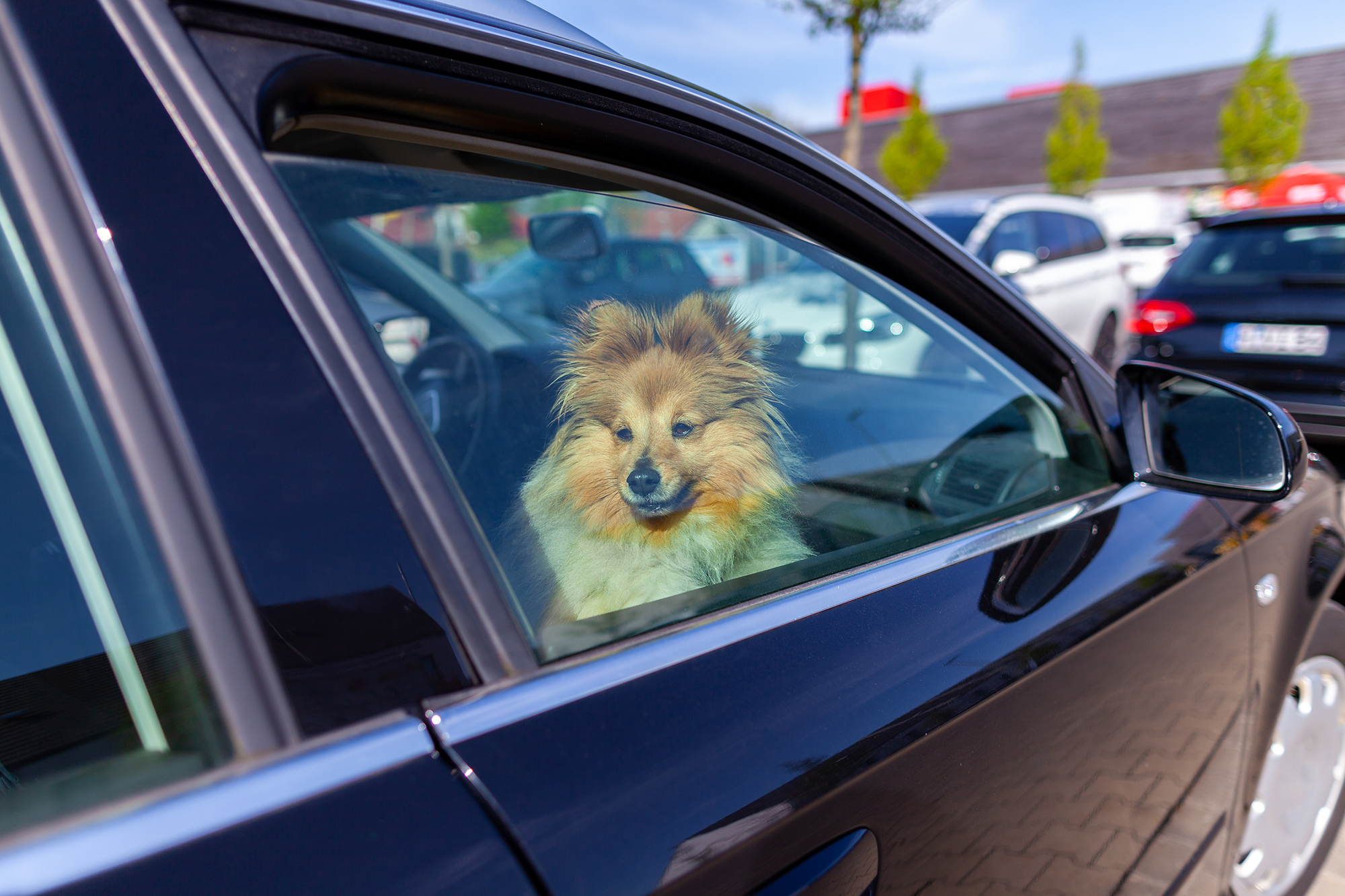 Shetland-Schäferhund schaut aus dem Autofenster