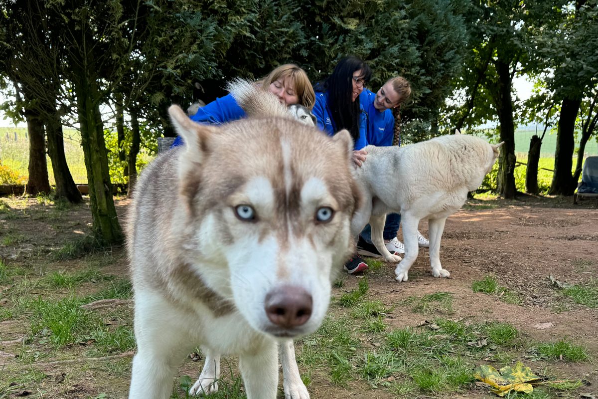 Verein Birkenhof nimmt traumatisierte Huskies auf