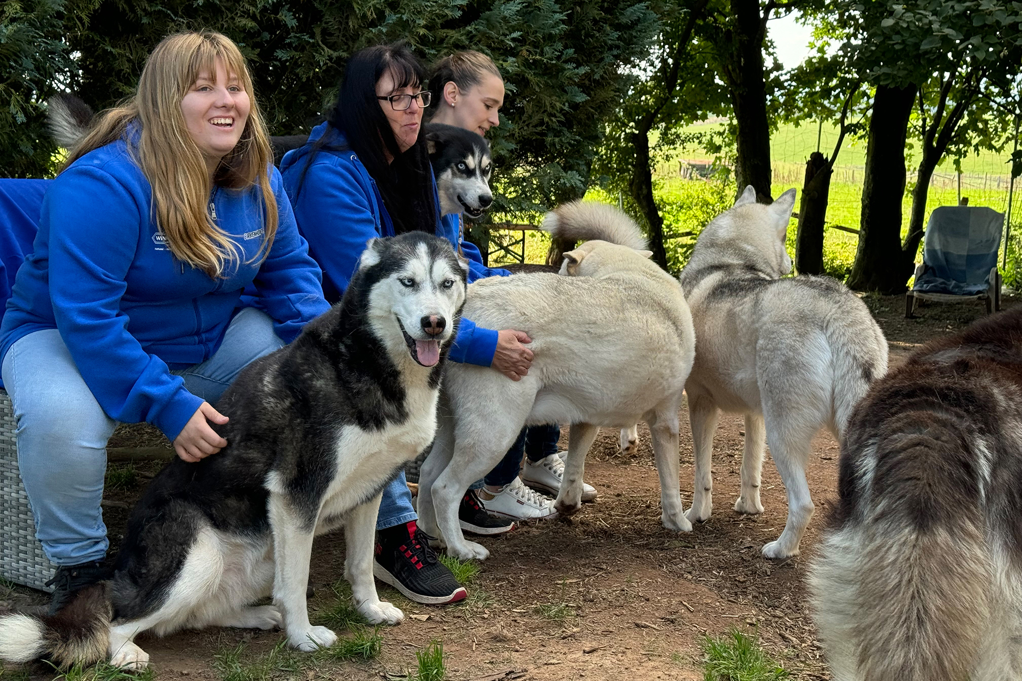 Verein Birkenhof nimmt traumatisierte Huskies auf