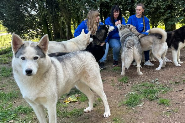 Huskies beim Verein Birkenhof