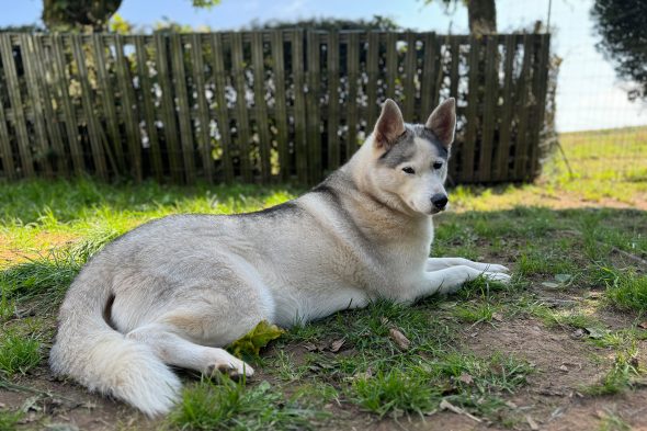 Huskies beim Verein Birkenhof