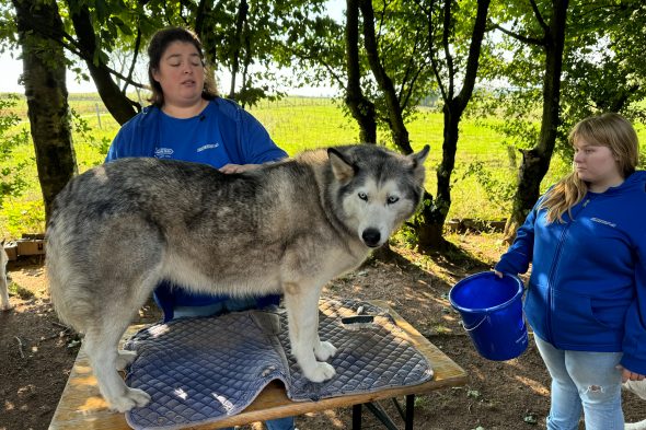 Huskies beim Verein Birkenhof