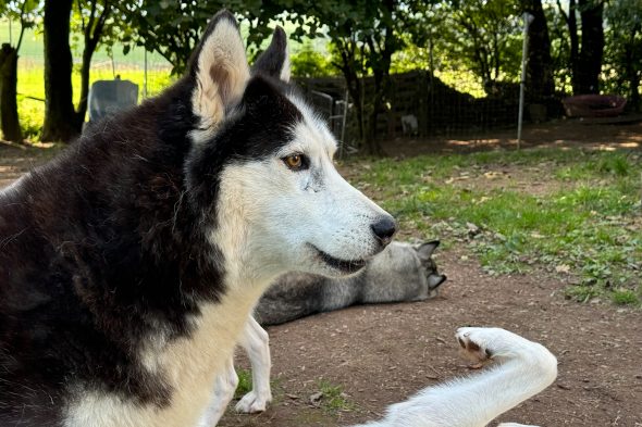 Der Verein Birkenhof nimmt traumatisierte Huskies auf