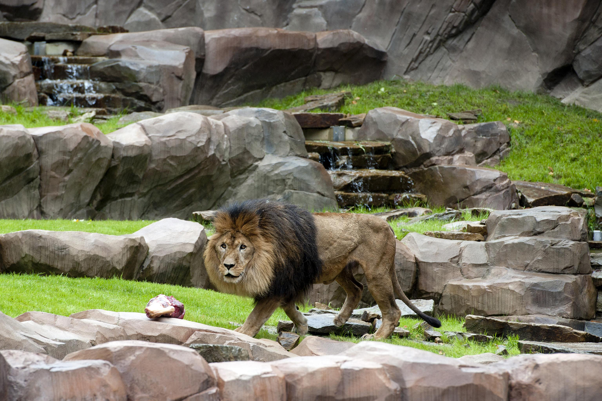 Löwe im Zoo von Antwerpen