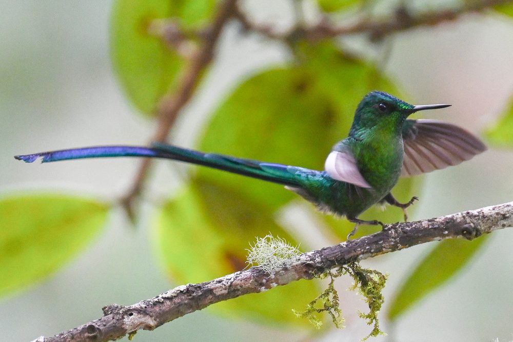 Kolibri "Aglaiocercus kingii" bei einem Vogelbeobachtungsausflug im Rahmen der COP16 in Cali