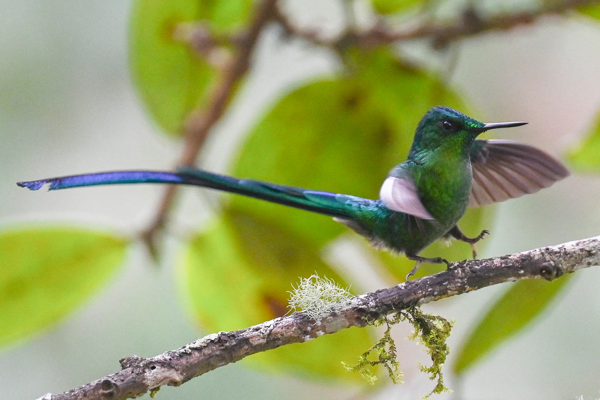 Kolibri "Aglaiocercus kingii" bei einem Vogelbeobachtungsausflug im Rahmen der COP16 in Cali