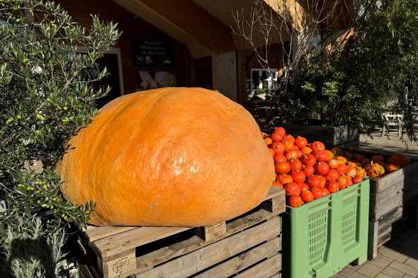 Kürbisschau auf dem Krewelshof in Mechernich