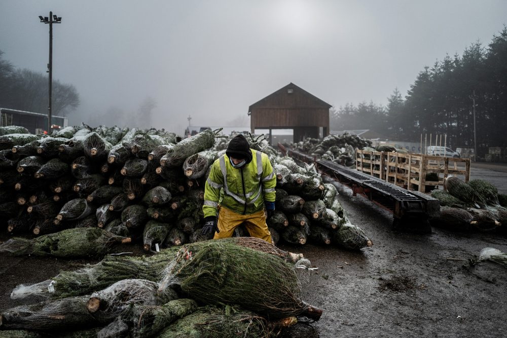 Morvan-Weihnachtsbäume werden für den Abtransport vorbereitet