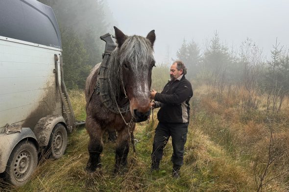 Norbert Bong legt Pferd Marky das Geschirr an